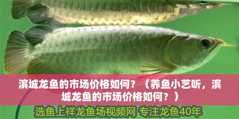 濱城龍魚的市場價格如何？（養魚小藝聽，濱城龍魚的市場價格如何？）