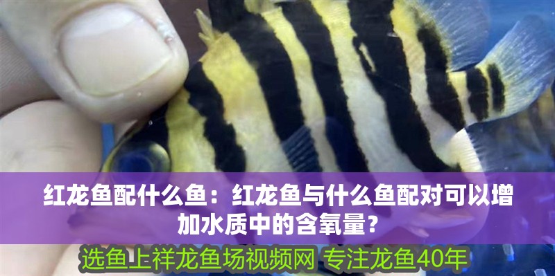 紅龍魚配什么魚：紅龍魚與什么魚配對可以增加水質中的含氧量？