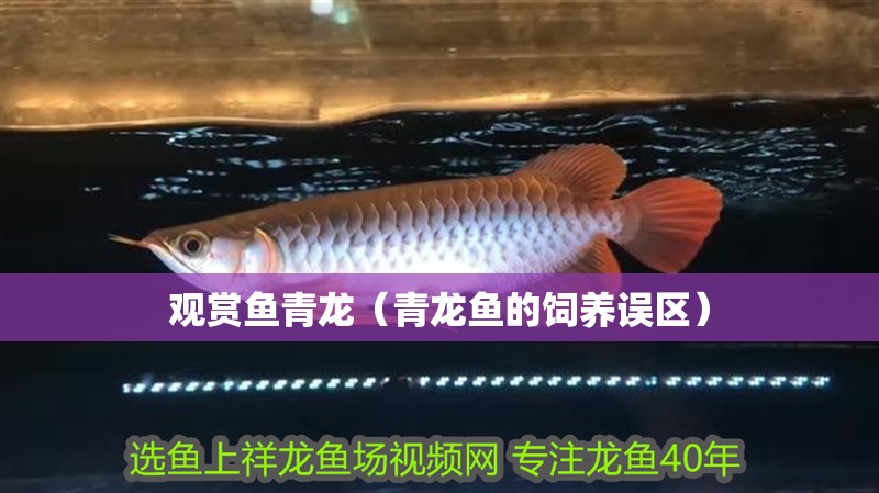 觀賞魚青龍（青龍魚的飼養誤區）