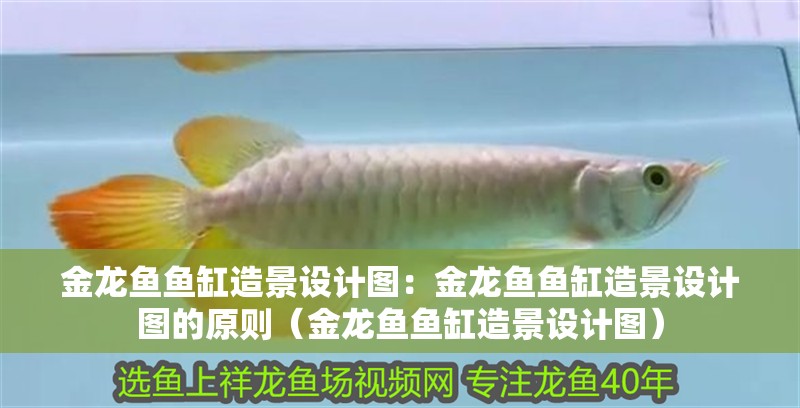 金龍魚(yú)魚(yú)缸造景設(shè)計(jì)圖：金龍魚(yú)魚(yú)缸造景設(shè)計(jì)圖的原則（金龍魚(yú)魚(yú)缸造景設(shè)計(jì)圖）