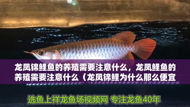 龍鳳錦鯉魚的養殖需要注意什么，龍鳳鯉魚的養殖需要注意什么（龍鳳錦鯉為什么那么便宜）