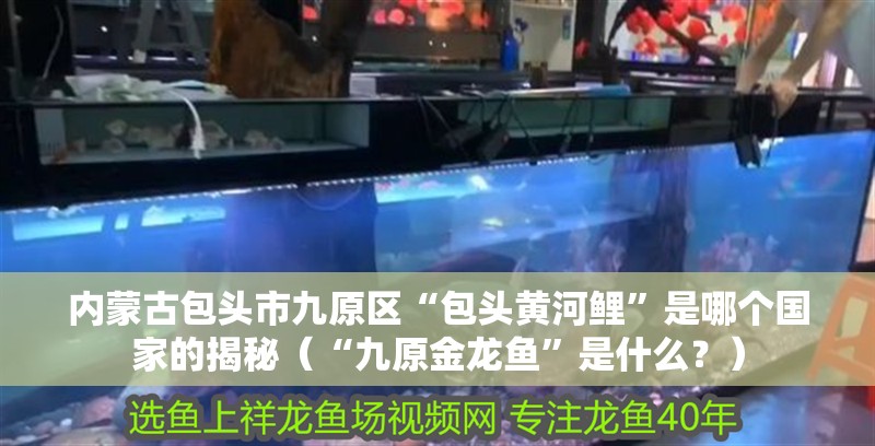 內(nèi)蒙古包頭市九原區(qū)“包頭黃河鯉”是哪個(gè)國(guó)家的揭秘（“九原金龍魚”是什么？）