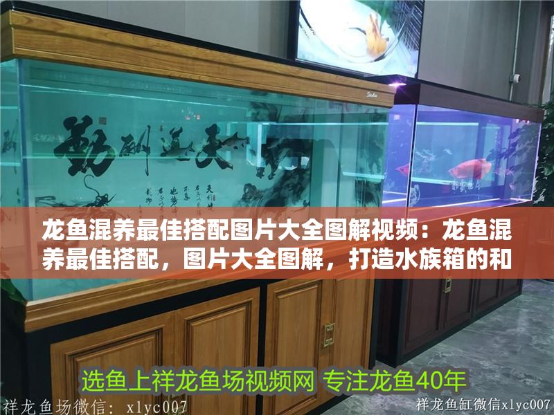 龍魚混養最佳搭配圖片大全圖解視頻：龍魚混養最佳搭配，圖片大全圖解，打造水族箱的和諧之美