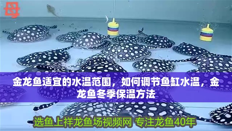 金龍魚適宜的水溫范圍，如何調節魚缸水溫，金龍魚冬季保溫方法