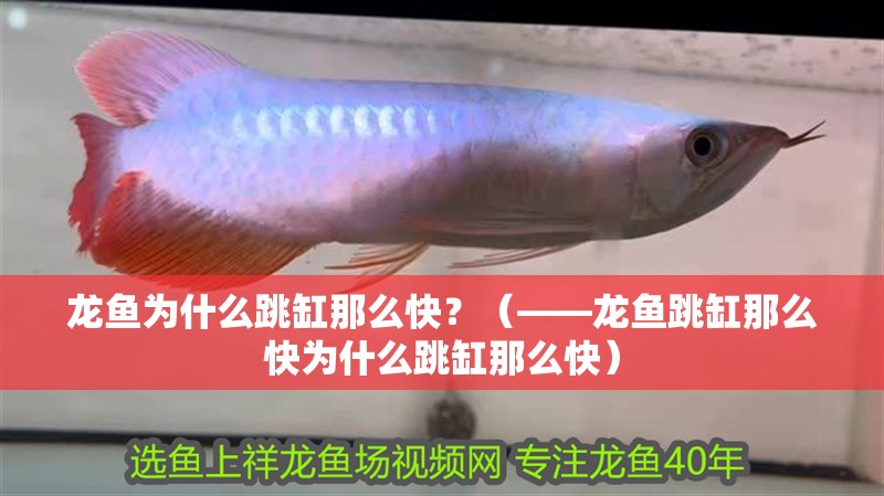 龍魚為什么跳缸那么快？（——龍魚跳缸那么快為什么跳缸那么快）