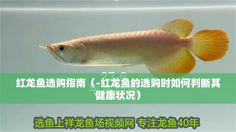 紅龍魚選購指南（-紅龍魚的選購時如何判斷其健康狀況）