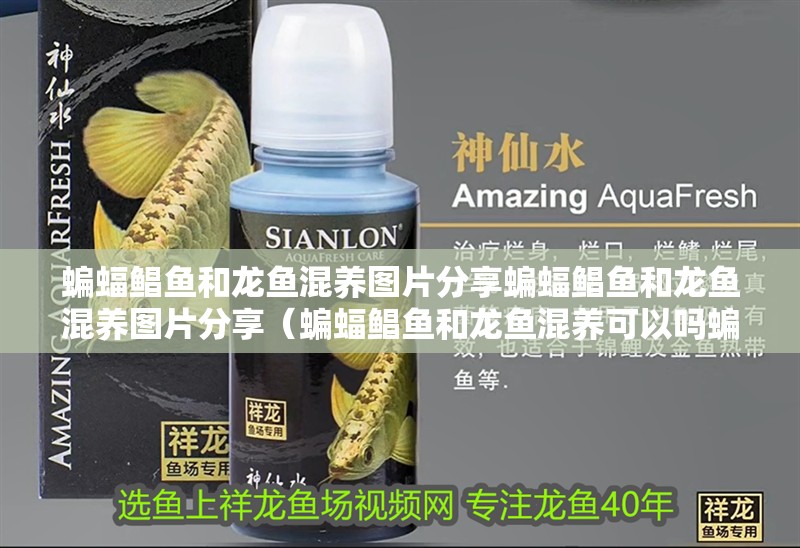 蝙蝠鯧魚和龍魚混養圖片分享蝙蝠鯧魚和龍魚混養圖片分享（蝙蝠鯧魚和龍魚混養可以嗎蝙蝠鯧魚和龍魚混養圖片分享）