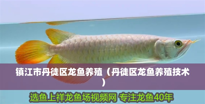 鎮江市丹徒區龍魚養殖（丹徒區龍魚養殖技術）