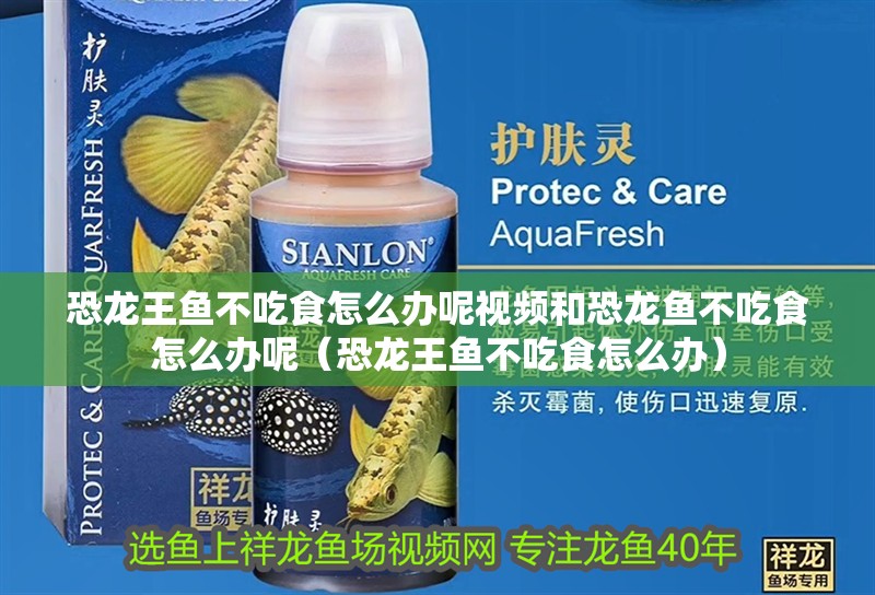恐龍王魚不吃食怎么辦呢視頻和恐龍魚不吃食怎么辦呢（恐龍王魚不吃食怎么辦）
