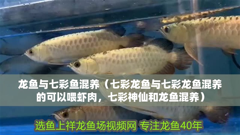 龍魚與七彩魚混養(yǎng)（七彩龍魚與七彩龍魚混養(yǎng)的可以喂蝦肉，七彩神仙和龍魚混養(yǎng)）