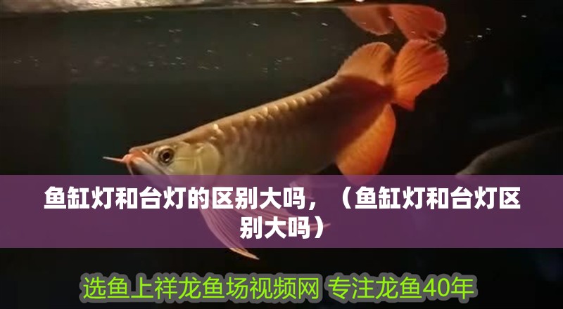 魚缸燈和臺燈的區別大嗎，（魚缸燈和臺燈區別大嗎）