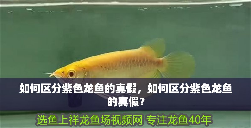 如何區分紫色龍魚的真假，如何區分紫色龍魚的真假？