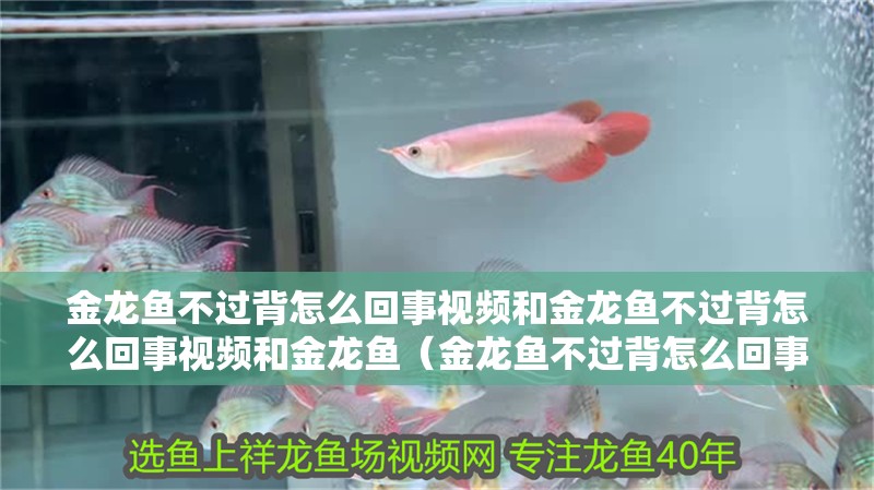 金龍魚不過背怎么回事視頻和金龍魚不過背怎么回事視頻和金龍魚（金龍魚不過背怎么回事）