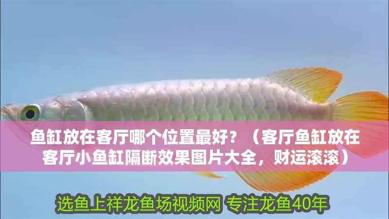魚缸放在客廳哪個位置最好？（客廳魚缸放在客廳小魚缸隔斷效果圖片大全，財運滾滾）