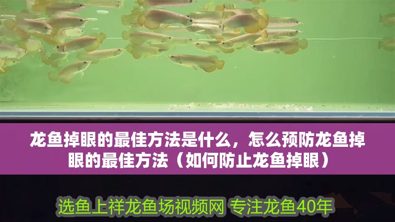 龍魚掉眼的最佳方法是什么，怎么預防龍魚掉眼的最佳方法（如何防止龍魚掉眼）