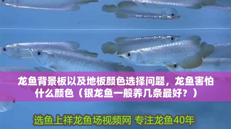 龍魚背景板以及地板顏色選擇問題，龍魚害怕什么顏色（銀龍魚一般養幾條最好？）