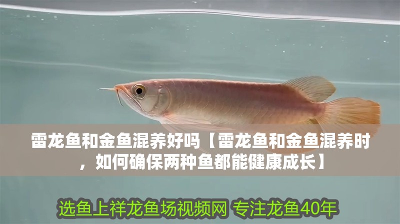 雷龍魚(yú)和金魚(yú)混養(yǎng)好嗎【雷龍魚(yú)和金魚(yú)混養(yǎng)時(shí)，如何確保兩種魚(yú)都能健康成長(zhǎng)】