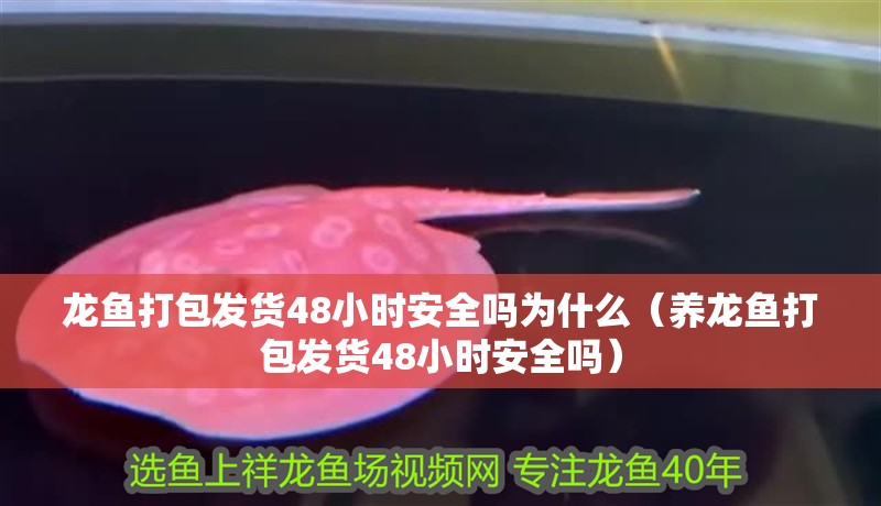 龍魚(yú)打包發(fā)貨48小時(shí)安全嗎為什么（養(yǎng)龍魚(yú)打包發(fā)貨48小時(shí)安全嗎）