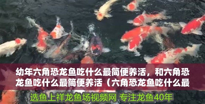 幼年六角恐龍魚吃什么最簡便養活，和六角恐龍魚吃什么最簡便養活（六角恐龍魚吃什么最簡便養活）