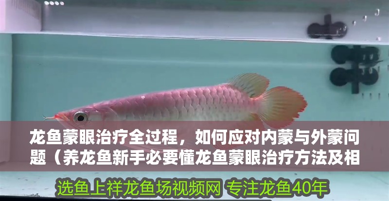 龍魚蒙眼治療全過程，如何應(yīng)對內(nèi)蒙與外蒙問題（養(yǎng)龍魚新手必要懂龍魚蒙眼治療方法及相關(guān)視頻資源）