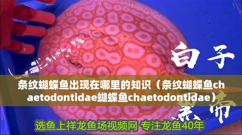 條紋蝴蝶魚出現在哪里的知識（條紋蝴蝶魚chaetodontidae蝴蝶魚chaetodontidae）