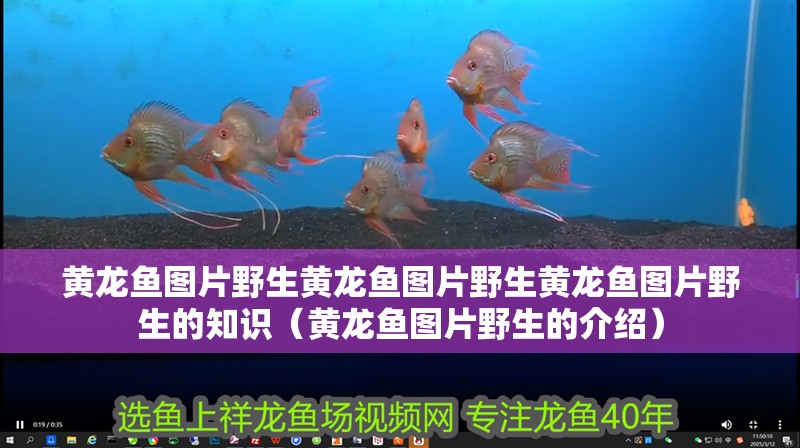 黃龍魚圖片野生黃龍魚圖片野生黃龍魚圖片野生的知識（黃龍魚圖片野生的介紹）