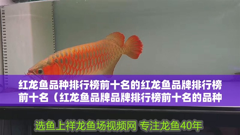 紅龍魚品種排行榜前十名的紅龍魚品牌排行榜前十名（紅龍魚品牌品牌排行榜前十名的品種）