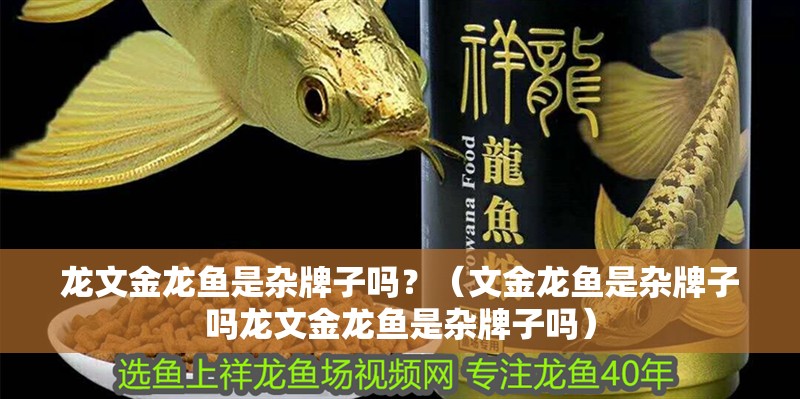 龍文金龍魚是雜牌子嗎？（文金龍魚是雜牌子嗎龍文金龍魚是雜牌子嗎）