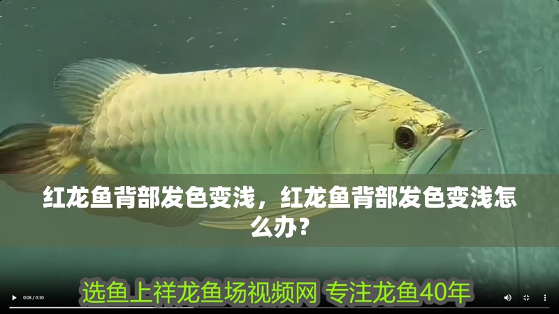紅龍魚背部發色變淺，紅龍魚背部發色變淺怎么辦？