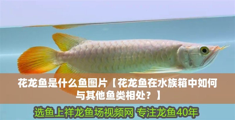 花龍魚是什么魚圖片【花龍魚在水族箱中如何與其他魚類相處？】