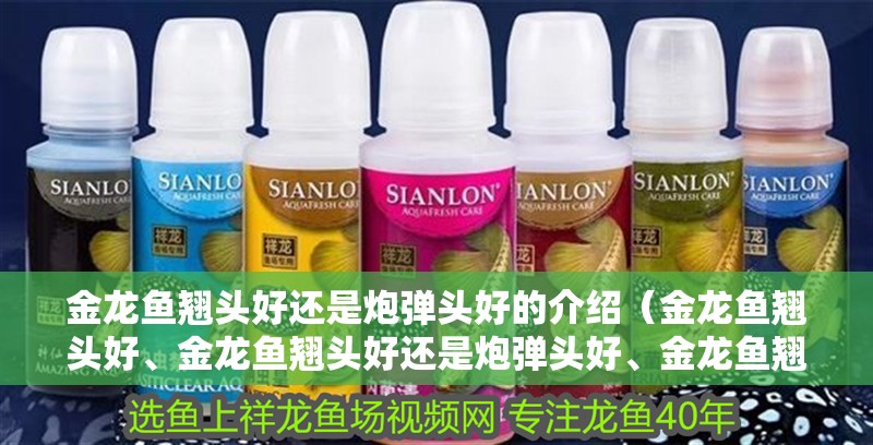 金龍魚翹頭好還是炮彈頭好的介紹（金龍魚翹頭好、金龍魚翹頭好還是炮彈頭好、金龍魚翹頭好）