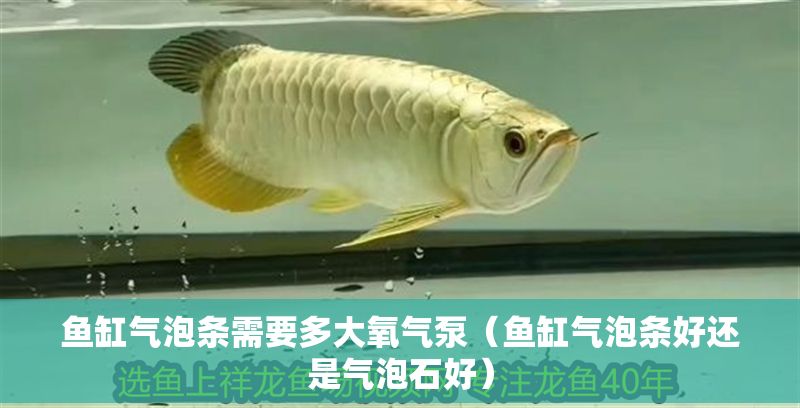 魚缸氣泡條需要多大氧氣泵（魚缸氣泡條好還是氣泡石好）