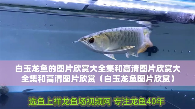 白玉龍魚(yú)的圖片欣賞大全集和高清圖片欣賞大全集和高清圖片欣賞（白玉龍魚(yú)圖片欣賞）