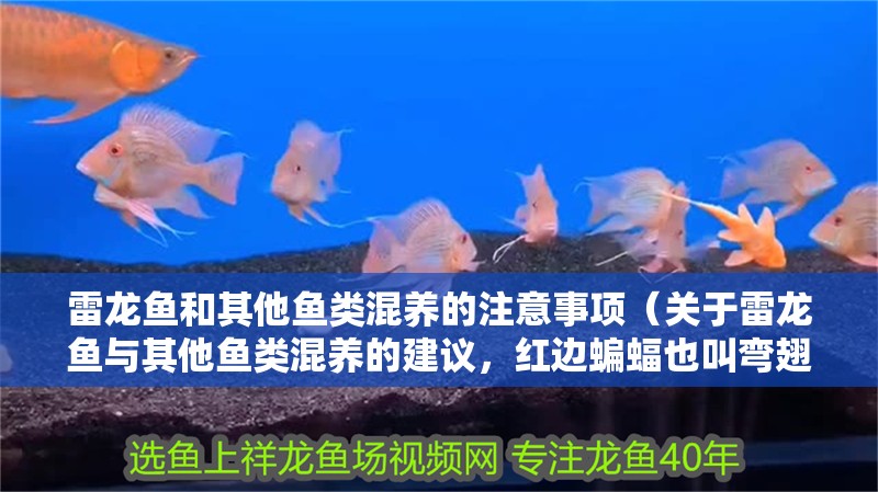 雷龍魚和其他魚類混養的注意事項（關于雷龍魚與其他魚類混養的建議，紅邊蝙蝠也叫彎翅燕魚）