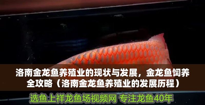 洛南金龍魚養殖業的現狀與發展，金龍魚飼養全攻略（洛南金龍魚養殖業的發展歷程）