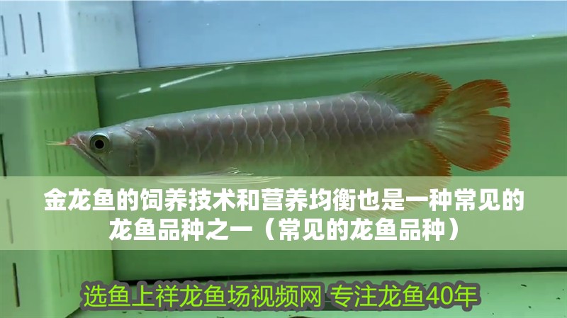 金龍魚的飼養技術和營養均衡也是一種常見的龍魚品種之一（常見的龍魚品種）