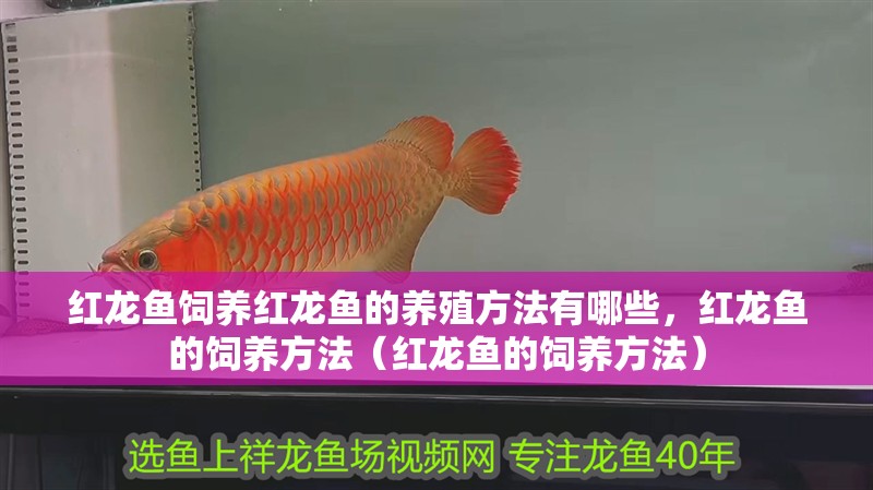 紅龍魚飼養紅龍魚的養殖方法有哪些，紅龍魚的飼養方法（紅龍魚的飼養方法）