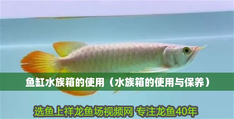 魚缸水族箱的使用（水族箱的使用與保養）