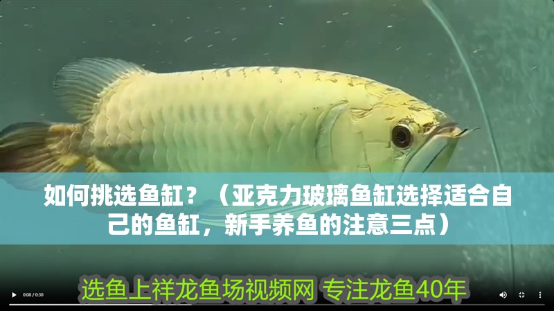 如何挑選魚缸？（亞克力玻璃魚缸選擇適合自己的魚缸，新手養魚的注意三點）