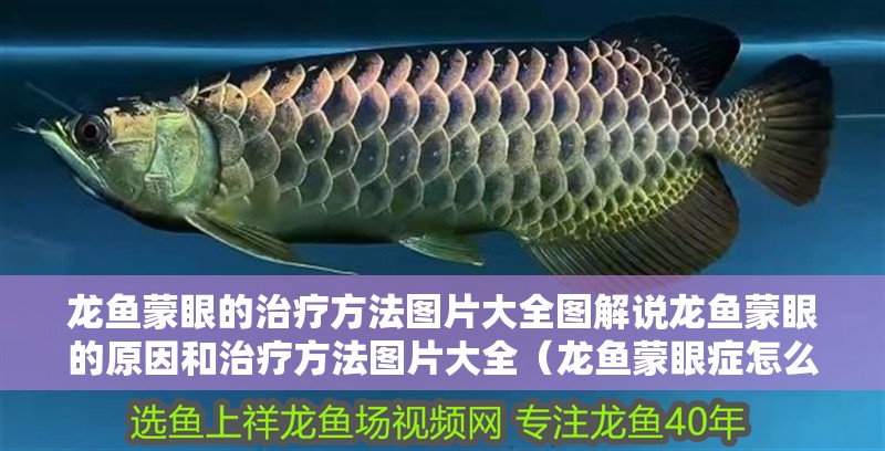 龍魚(yú)蒙眼的治療方法圖片大全圖解說(shuō)龍魚(yú)蒙眼的原因和治療方法圖片大全（龍魚(yú)蒙眼癥怎么治療）