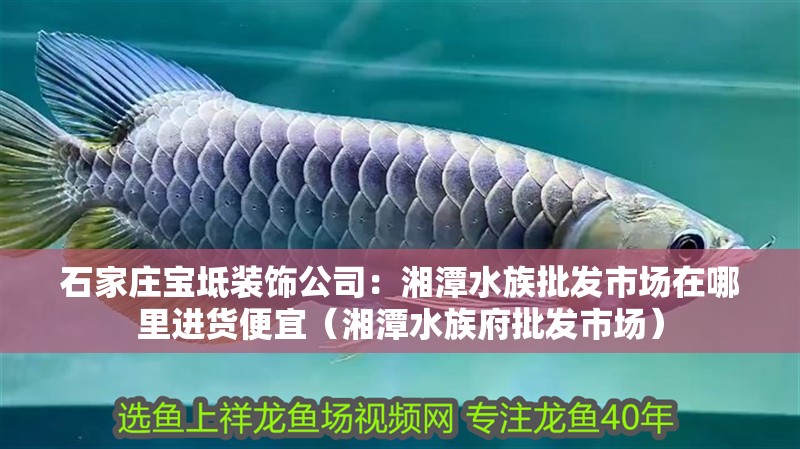 石家莊寶坻裝飾公司：湘潭水族批發(fā)市場在哪里進(jìn)貨便宜（湘潭水族府批發(fā)市場）