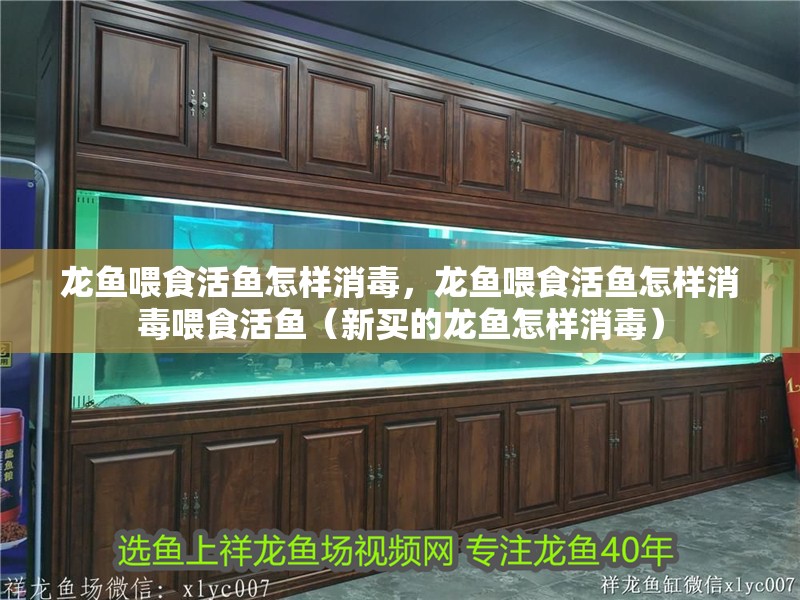 龍魚喂食活魚怎樣消毒，龍魚喂食活魚怎樣消毒喂食活魚（新買的龍魚怎樣消毒）