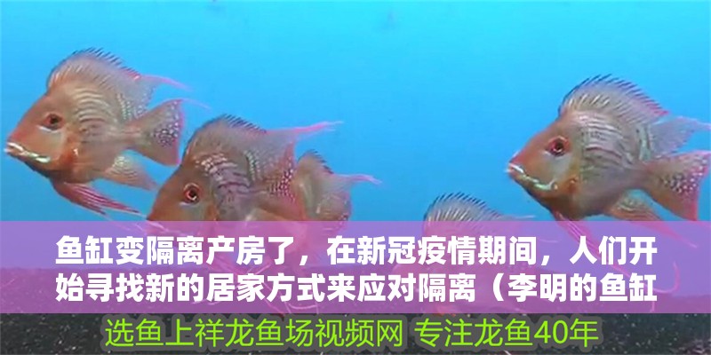 魚缸變隔離產房了，在新冠疫情期間，人們開始尋找新的居家方式來應對隔離（李明的魚缸變隔離產房了）
