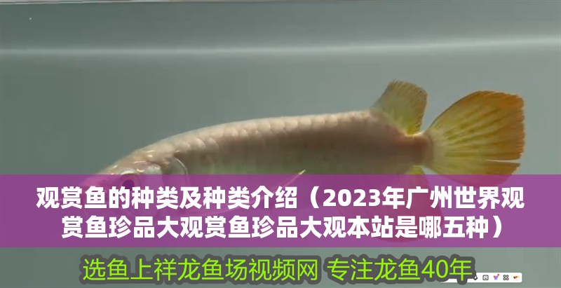 觀賞魚的種類及種類介紹（2023年廣州世界觀賞魚珍品大觀賞魚珍品大觀本站是哪五種）