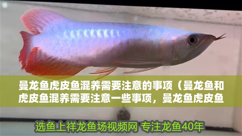 曼龍魚虎皮魚混養需要注意的事項（曼龍魚和虎皮魚混養需要注意一些事項，曼龍魚虎皮魚混養需要注意）