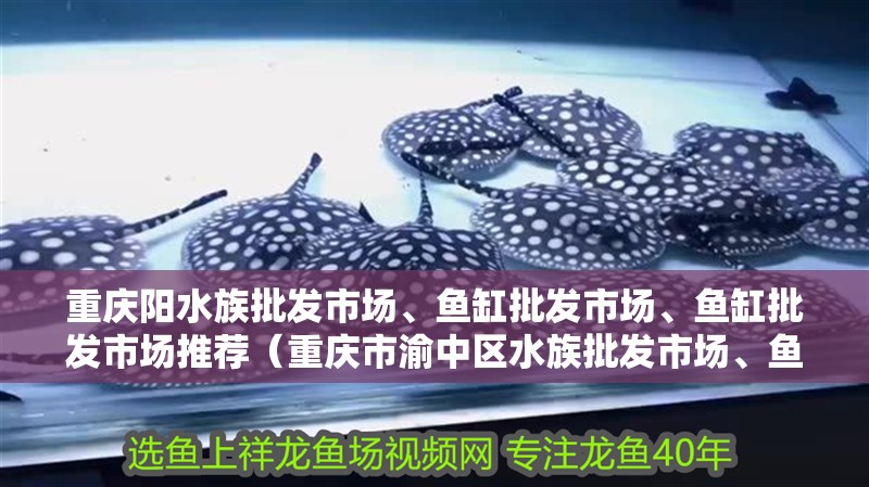 重慶陽水族批發市場、魚缸批發市場、魚缸批發市場推薦（重慶市<strong><mark>渝中</mark></strong>區水族批發市場、魚缸批發市場、魚缸批發市場）