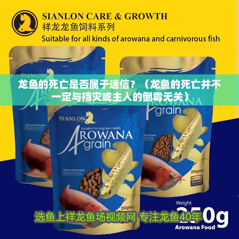 龍魚的死亡是否屬于迷信？（龍魚的死亡并不一定與擋災或主人的倒霉無關）