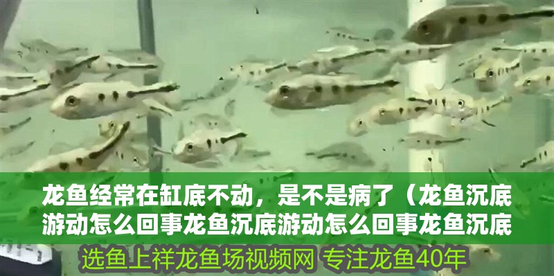 龍魚經常在缸底不動，是不是病了（龍魚沉底游動怎么回事龍魚沉底游動怎么回事龍魚沉底游動怎么回事）