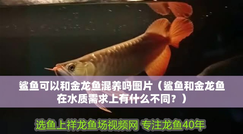 鯊魚可以和金龍魚混養嗎圖片（鯊魚和金龍魚在水質需求上有什么不同？）