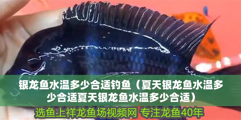 銀龍魚水溫多少合適釣魚（夏天銀龍魚水溫多少合適夏天銀龍魚水溫多少合適）
